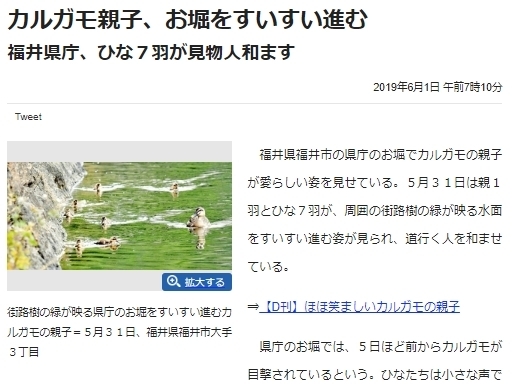 fukui_news.jpg