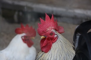s-IMG_0487.jpg