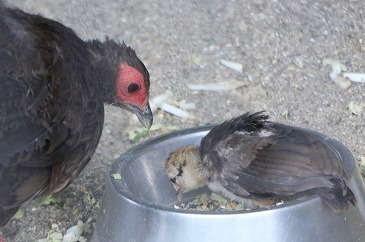s-IMG_0930.jpg