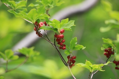 s-IMG_7917.jpg