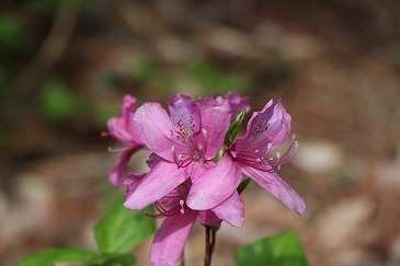 s-IMG_8173.jpg