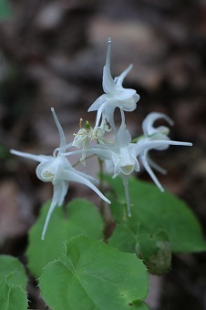 s-IMG_8664.jpg