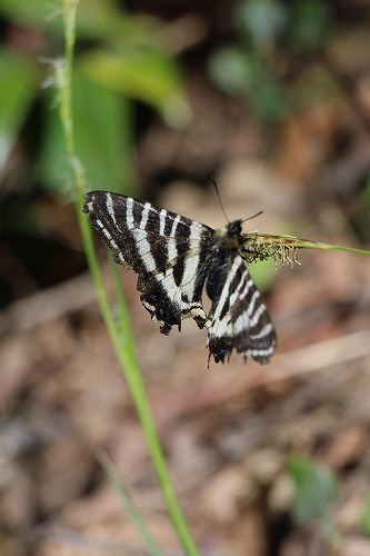 s-IMG_8681.jpg