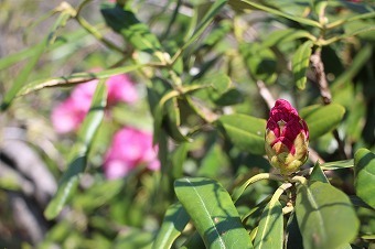 s-IMG_8691.jpg