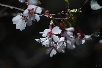 s-IMG_8699.jpg
