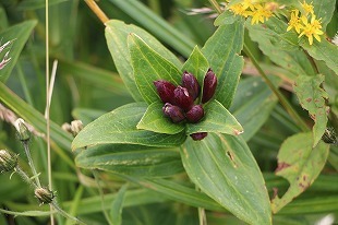 s-IMG_9700.jpg