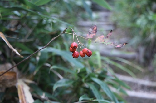 s-IMG_9800.jpg