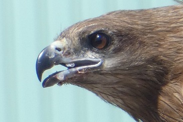 s-P1010520.jpg
