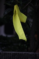 IMG_2397.jpg