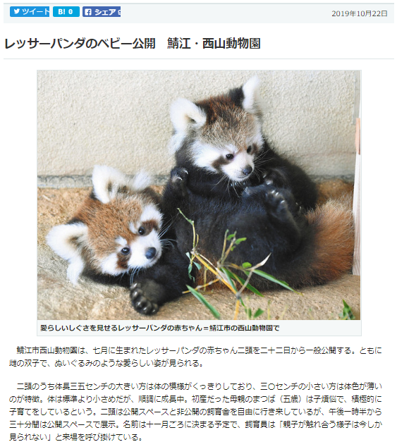 西山動物園のレッサーパンダの赤ちゃん公開 Pop Trip Blog 2