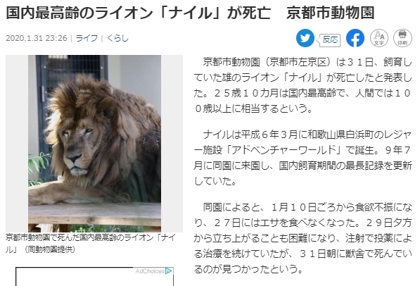 lion.jpg