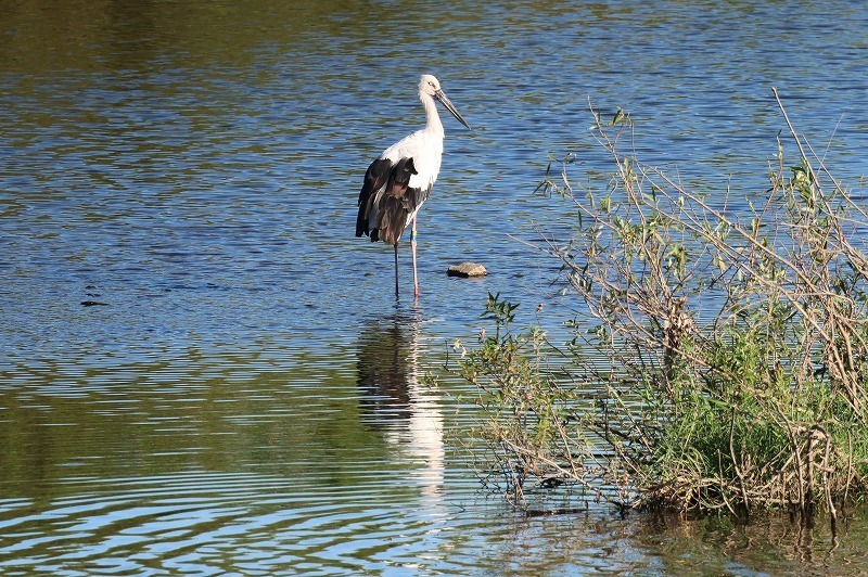 最近のコウノトリ: pop trip Blog 2