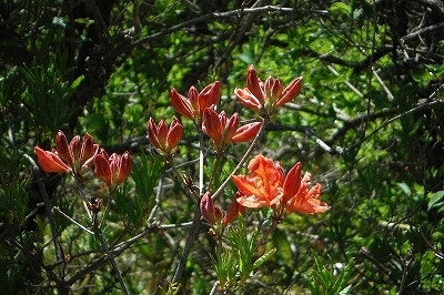 s-DSCF9259.jpg