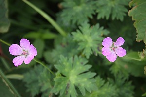 s-IMG_0072.jpg