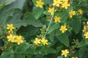s-IMG_0082.jpg
