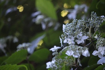 s-IMG_0558.jpg