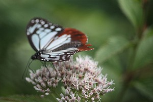 s-IMG_0591.jpg