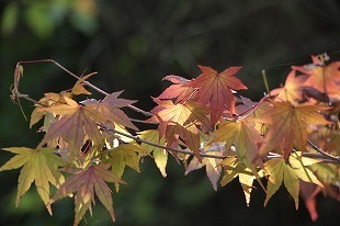 s-IMG_0612.jpg