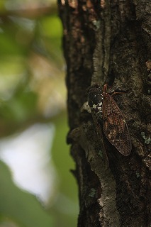 s-IMG_0883.jpg