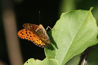 s-IMG_0949.jpg