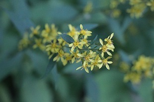 s-IMG_1064.jpg