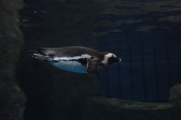 s-IMG_1358.jpg