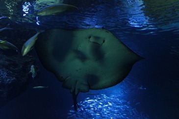 s-IMG_1387.jpg