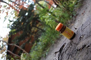 s-IMG_1495.jpg