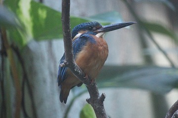 s-IMG_1528.jpg