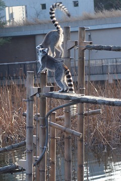 s-IMG_1585.jpg