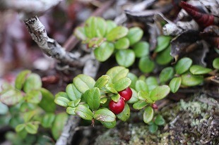 s-IMG_1634.jpg