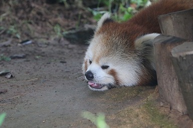 s-IMG_1667.jpg
