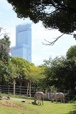 s-IMG_1668.jpg