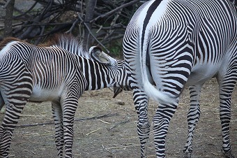 s-IMG_2125.jpg
