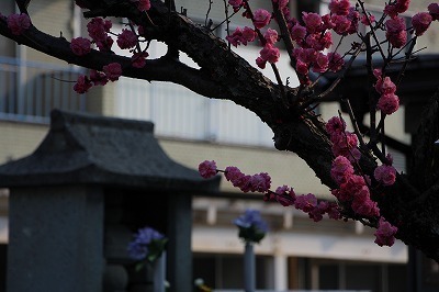 s-IMG_2300.jpg