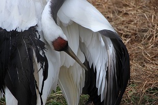 s-IMG_2794.jpg