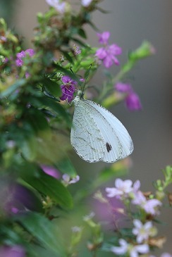 s-IMG_2832.jpg