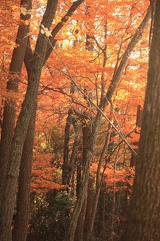 s-IMG_3620.jpg