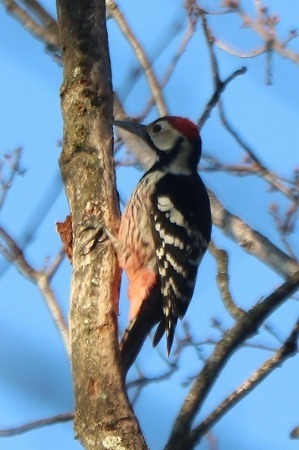 s-IMG_4384.jpg
