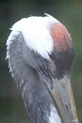 s-IMG_4399.jpg