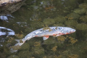 s-IMG_4972.jpg