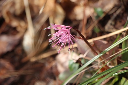 s-IMG_5008.jpg