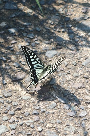 s-IMG_6778.jpg
