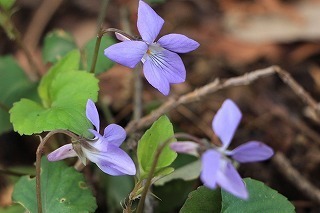 s-IMG_7112.jpg