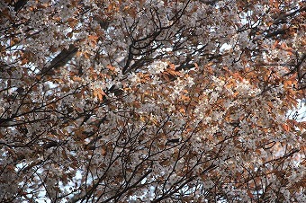 s-IMG_7252.jpg
