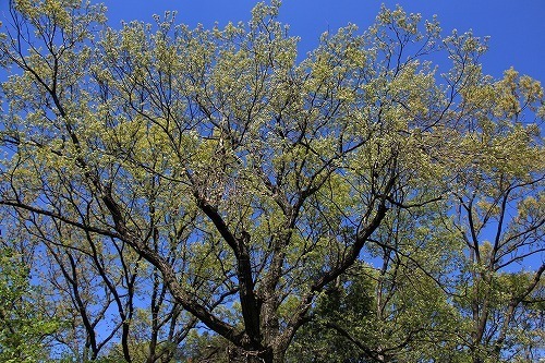 s-IMG_7385.jpg