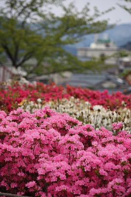s-IMG_7686.jpg