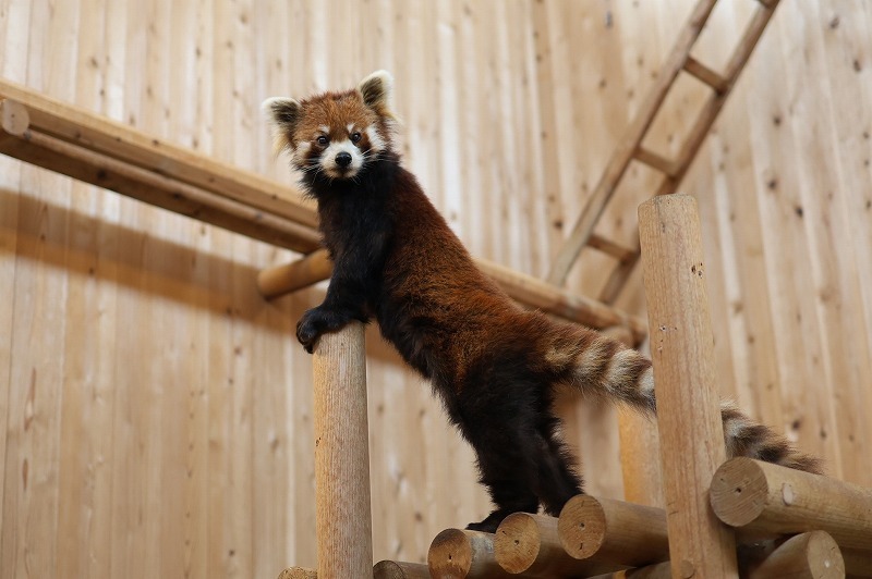 今週のレサパン #163: pop trip Blog 2