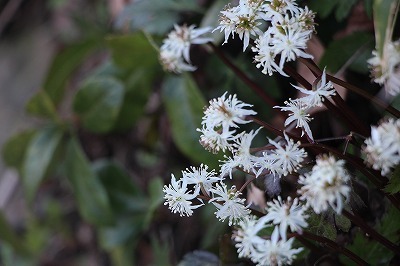 s-IMG_8073.jpg