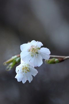 s-IMG_8092.jpg